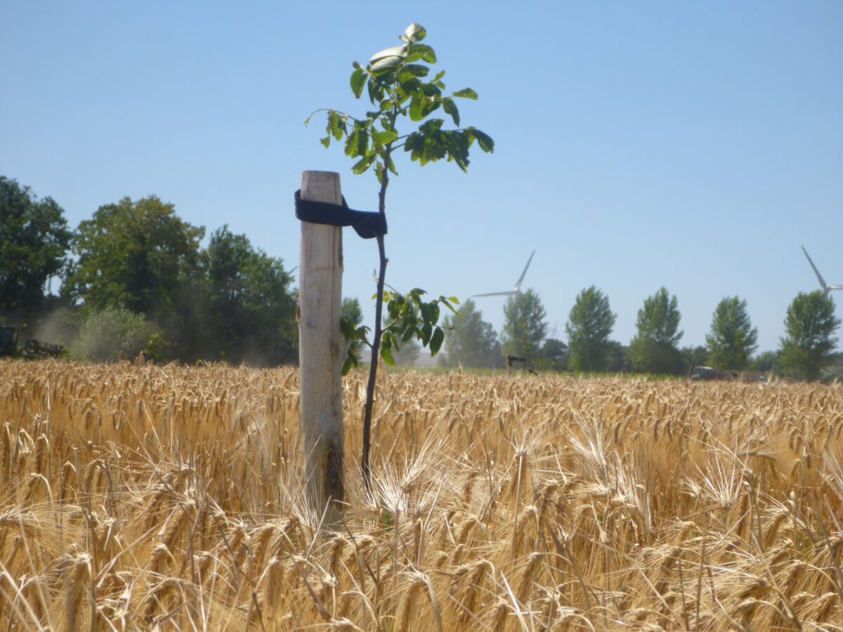 Rapport WUR: Bomen planten op landbouwgrond: wat mag ik?