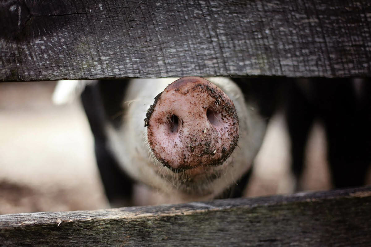 Stankoverlast: behandel veehouderijen hetzelfde als andere industrieën