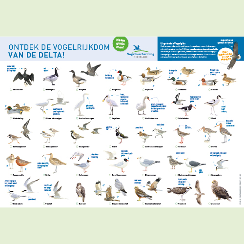 Gratis vogelkaart: ontdek de vogels van de Zuidwestelijke Delta!