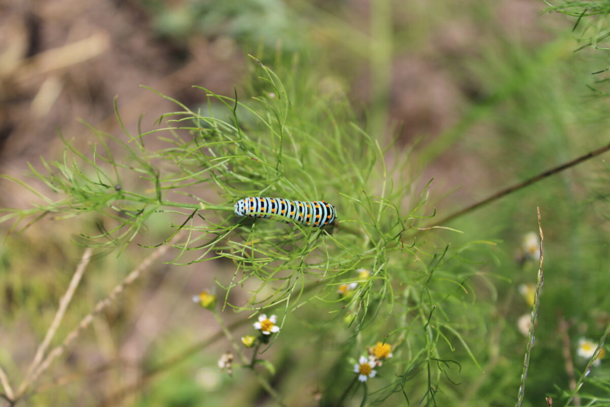 Goed en slecht nieuws over Brabantse natuur