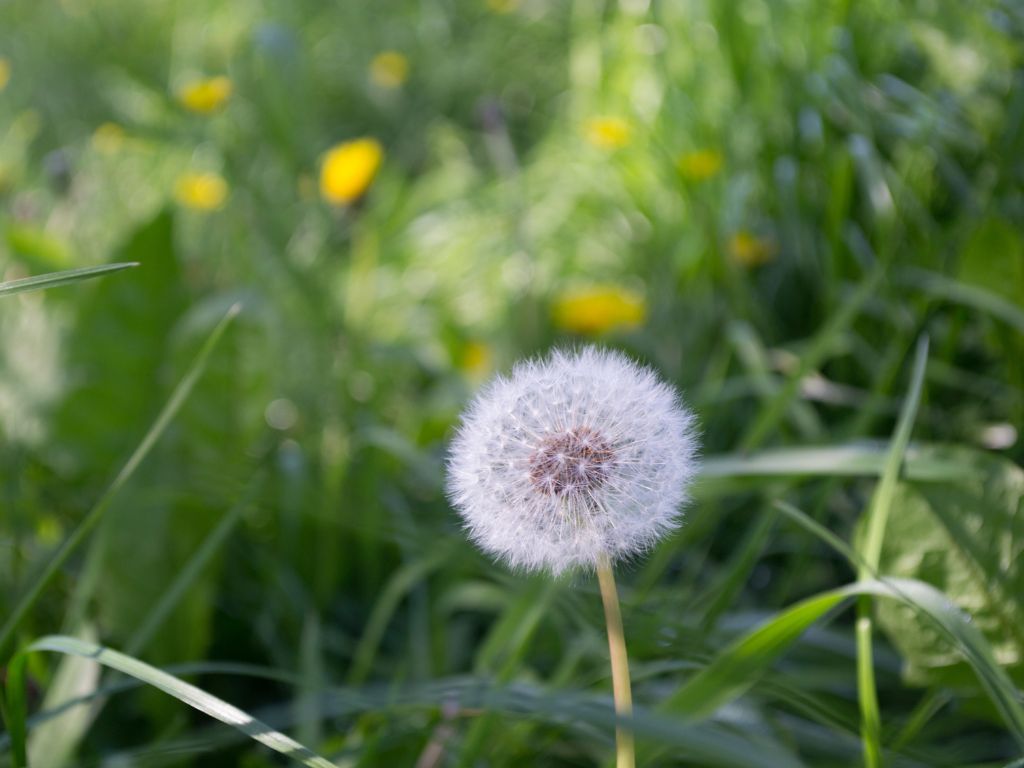 Oproep aan kabinet-Schoof van NMF: kies voor een gezonde samenleving waarin natuur en economie elkaar versterken