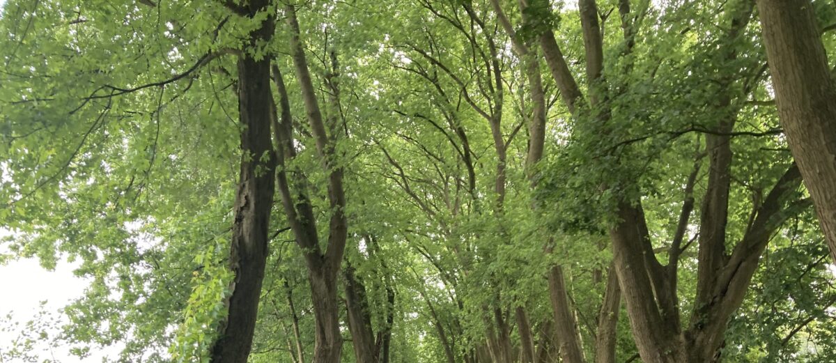 tot 15 dec | Dichtwedstrijd: Geef de Brabantse natuur een stem!